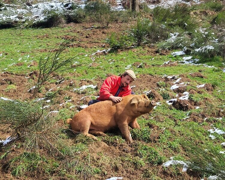 Portrait ou produits de : Caractères de cochon