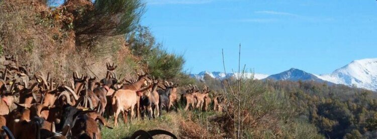 Portrait ou produits de : Ferme des Brus