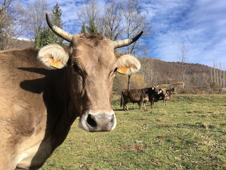 Portrait ou produits de : GAEC Les Vieux Prés