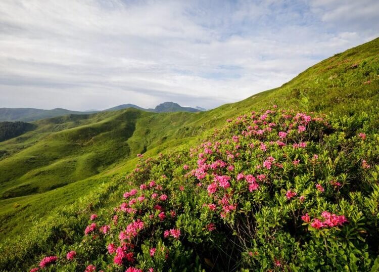 Portrait ou produits de : Le chant des fleurs