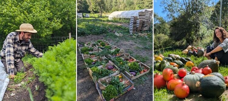 Portrait ou produits de : Les paniers du Pontcarré