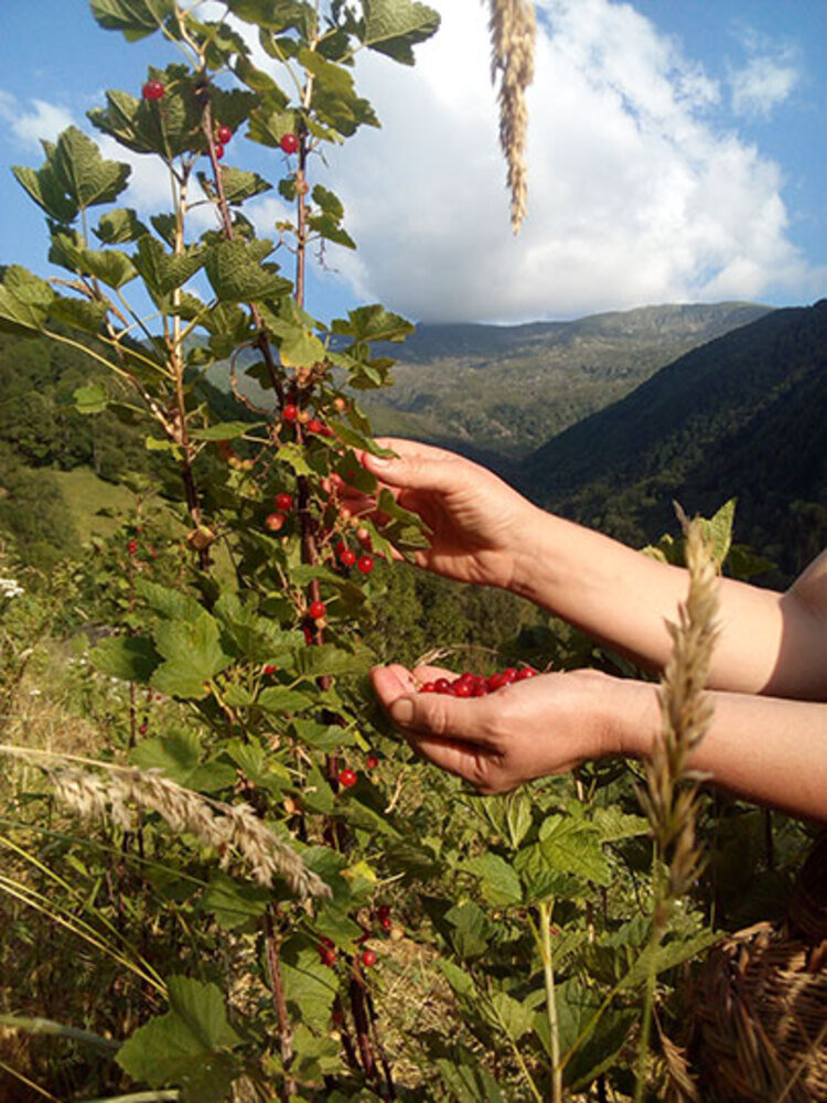 Portrait ou produits de : Sorbets d'Ariège